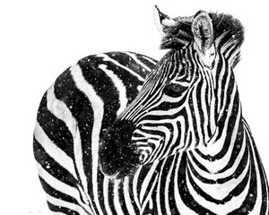 Zebra in Snow IX © Abeselom Zerit