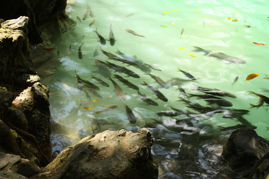 Soro brook carp waterfall fish. Neolissochilus stracheyi Amazing at Namtok Phlio National Park Phlio waterfall Chanthaburi Province, Thailand