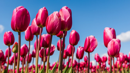 Vibrant pink tulips against a blue sky