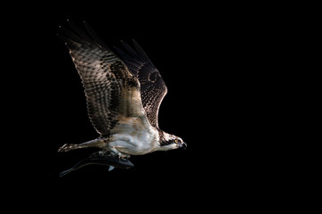 Osprey Catch VII