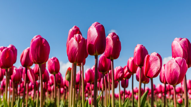 Vibrant pink tulips against a blue sky