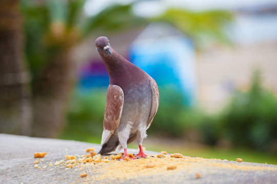 Single pigeon looking funny wondering, on the coast of Tenerife, Spain






















 