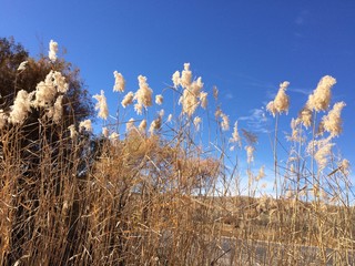 Dried decorative grass against azure blue sky