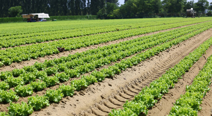 field of green lettuce in the Padana plain in northern italy