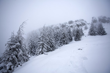 Trees covered with hoarfrost and snow in winter mountains - Christmas snowy backgroundic holiday background