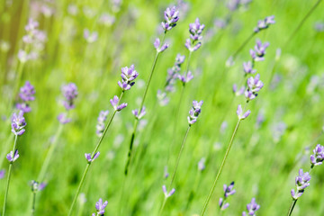 Purple lavender bushes flowers  and green summer grass. Soft selective focus horizontal background, close up, copy space. Aromatherapy herb alternative medicine.