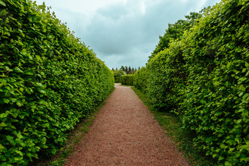 Green plant hedge, pathway in garden or park, corridor perspective view, landscape design concept