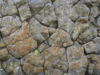 Volcanic Basalt Wall Covered with Colorful Fungus