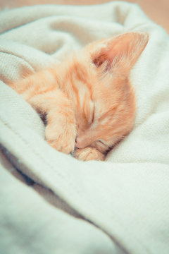 Little red kitten. Cat lies on the fluffy carpet at home. Little Kitten Sleeps. Close-up of a sleeping kitten
