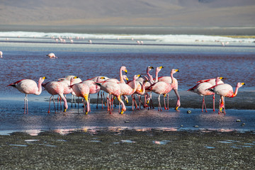 Obraz premium Flamingos in Laguna Colorada