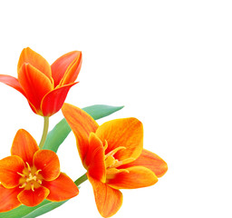 Obraz na płótnie Canvas A flower of liliaceae tulip bouquet