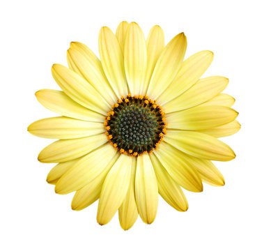 Close-up yellow daisy flower isolated on white background Stock Photo |  Adobe Stock