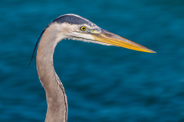 Blue Heron Profile