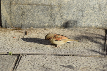Pajarito