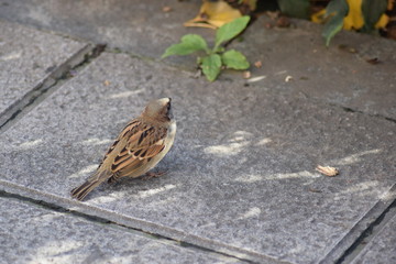 Pajarito