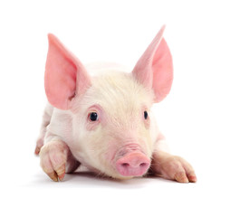Pig on white.