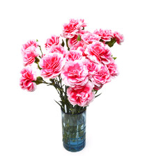 A red carnation blooming 