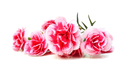 A red carnation blooming 