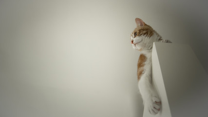 Mon chat vu d'en dessous et regardant vers la gauche