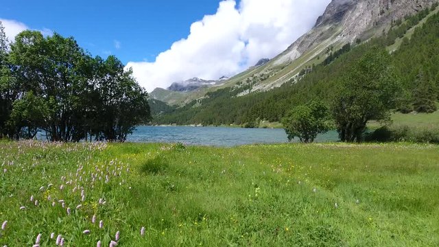 Alpine flowers - Switzerland