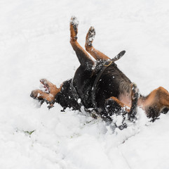 Happy and playful rottweiler rolling in snow 