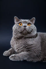 Grey british cat on black background