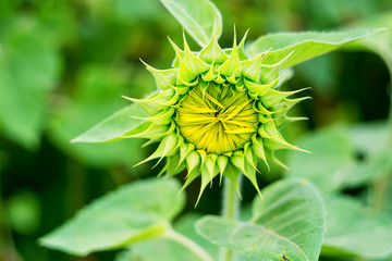 Single bud of sunflower