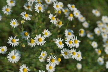 Wild field of daisys flowers, chamomile. Spring, summer day. Concept of seasons, ecology, green planet, Healthy, natural green pharmacy, perfumery. Natural backdrop