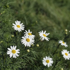 Fototapeta premium Close-up part of beautiful daisys flowers, chamomile in the wind. Concept of seasons, ecology, green planet, Health, natural green pharmacy, perfumery