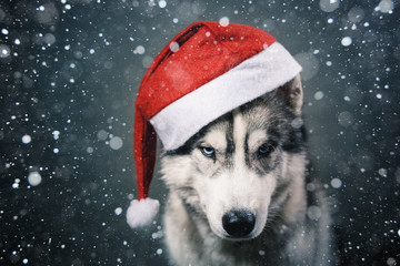dog in a Christmas hat © Егор Фомин