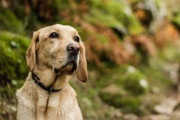 Labrador retriever