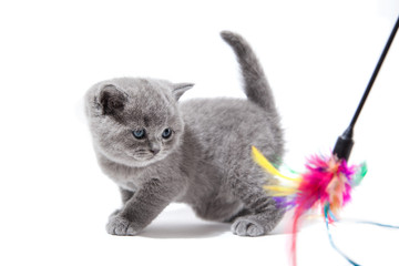 Little british kitten isolated on white background