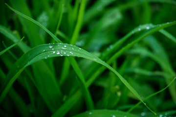 Grass background with water drops with very shallow depth of field
