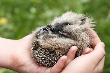 European hedgehog cub © Henri Koskinen