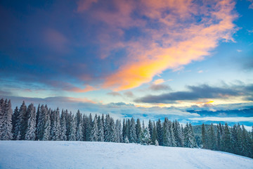 Majestic winter landscape snow field and frosted pine trees in the Carpathians mountains. The splash of colors blue, scarlet, yellow shades of Ukrainian sky. Wild nature. Calming countryside scene.