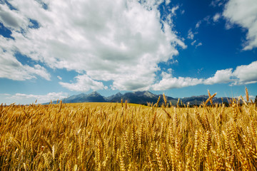 Fototapeta na wymiar Golden field of wheat on the background of infinite cloudy blue sky and the mighty Tatras Mountains in Slovakia. Charming rustic landscape. Beauty of the virgin nature.