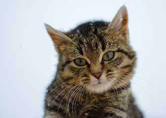 A little cat walks in the fresh air and snow