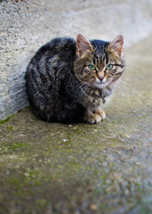 A little cat walks in the fresh air and snow