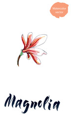 Flower of magnolia, watercolor hand drawn vector illustration
