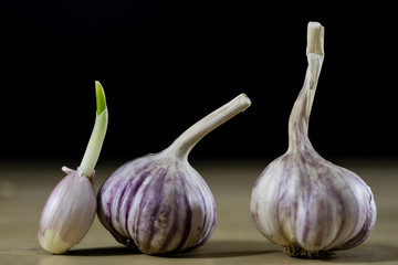 Sprouting cloves of garlic on a wooden table. Garlic with young sprouts.