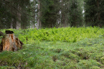 Felci nel sottobosco