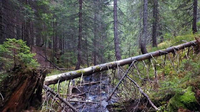 A view of a mountain stream that flows down a slope of stones with wooden logs