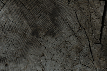 Old dark wood timber texture or background with annual rings. Copy space. graphics resources. Front view of texture