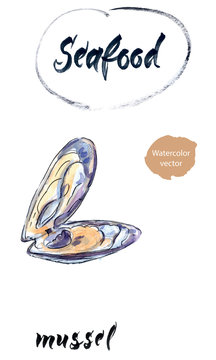 Opened mussel, watercolor hand drawn vector illustration