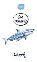 Blue shark, watercolor hand drawn vector illustration
