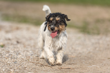 Jack Russell Terrier female 2 years old - small Cute dog is walking alone on a street maybe because...