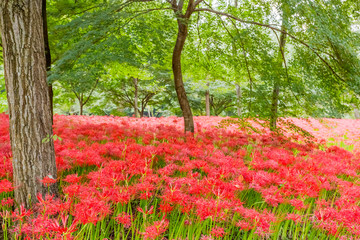 彼岸花