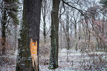 Winter trees