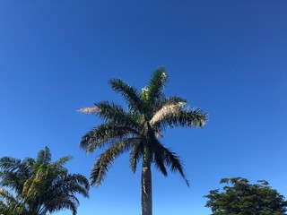 Fototapeta na wymiar tropical palm tree and the blue sky background