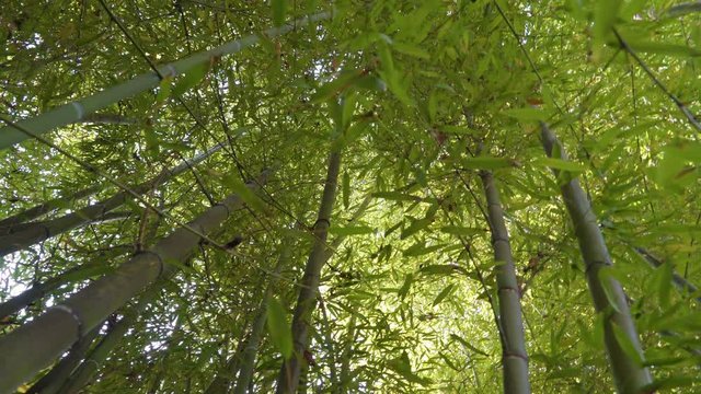 15449 The green leaves and tall poles of bamboo